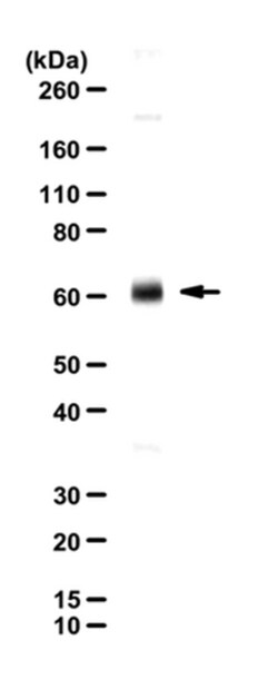 MilliporeSigma Vesicular Glutamate Transporter 3 (VGLUT3), Guinea Pig,